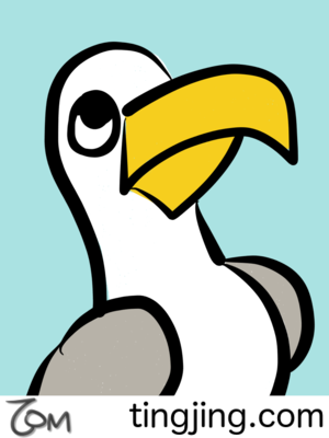 Sea Birds